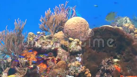 五颜六色的水下海景视频的预览图
