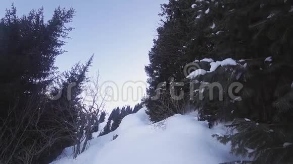 冬季高山上滑雪者从树上跳下的慢镜头视频的预览图