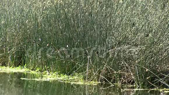 鸟在池塘边绿芦苇视频的预览图