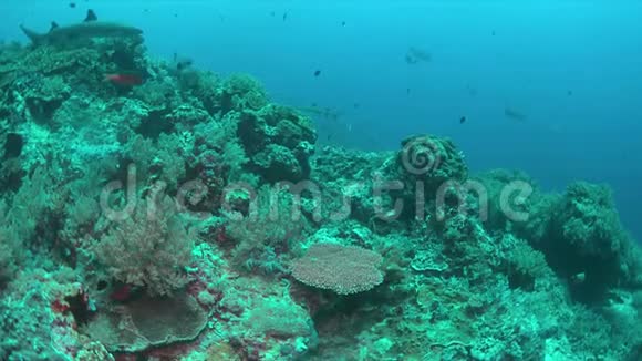 珊瑚礁上的白尖礁鲨鱼4k视频的预览图