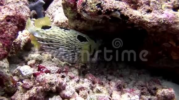 在马尔代夫惊人的海底鱼胆在水下视频的预览图