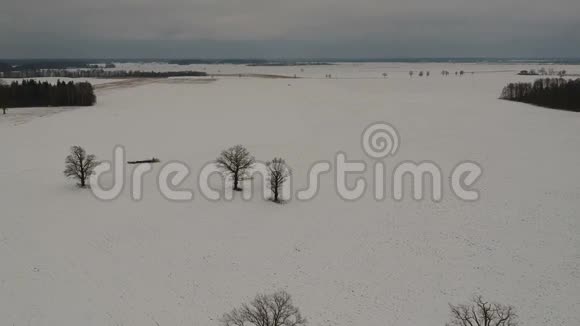 美丽的冬季景观与老橡树群鸟瞰视频的预览图