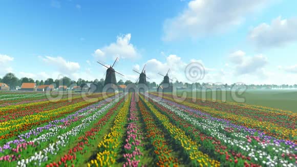 传统的荷兰风车蓝色天空的前景上有生机勃勃的郁金香倾斜视频的预览图