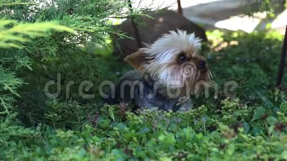 可爱的毛茸茸的狗小狗在草地上玩耍视频的预览图
