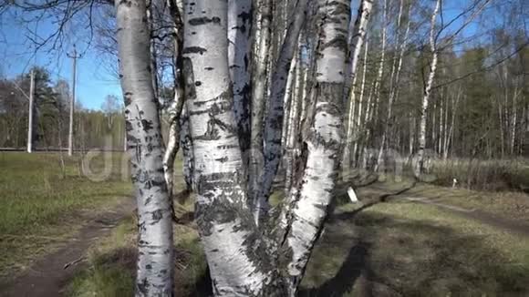摄像机穿过树林里白桦树的树干视频的预览图