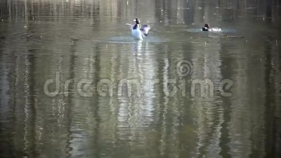 湖中丛生的鸭Aythya富利古拉圈慢动作视频的预览图