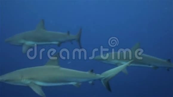 三条浮在开阔加勒比海的礁鲨古巴视频的预览图