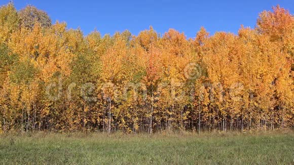 秋天一片田野上的黄杨视频的预览图