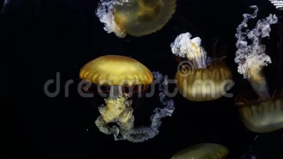 水母水族馆特写镜头视频的预览图