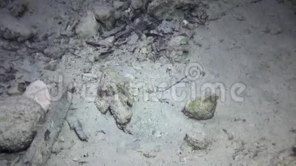 红海水下沙底背景下的石鱼视频的预览图