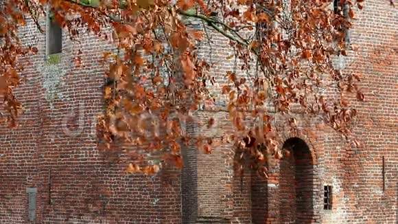 风穿过秋天的山毛榉树叶荷兰视频的预览图