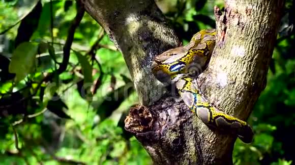 关闭面对菲顿蛇休息在树上放大运动视频的预览图