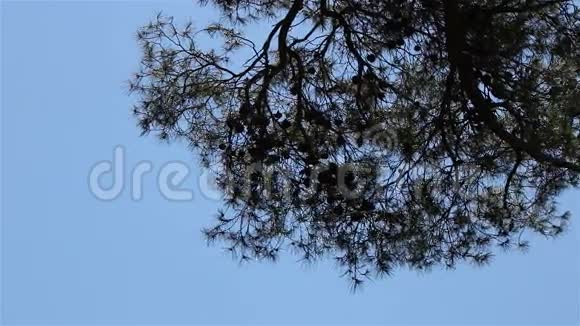 天上的松枝视频的预览图