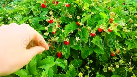 草莓生长在温室里女人亲手摘草莓视频的预览图