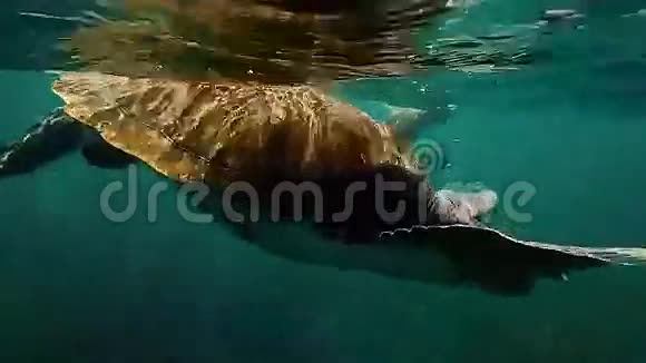 海龟从玻璃般的海面游过清澈的碧水动物潜水到底部视频的预览图