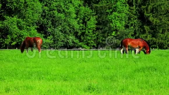 马在绿野上放牧牧马在牧场上吃草乡村景观视频的预览图