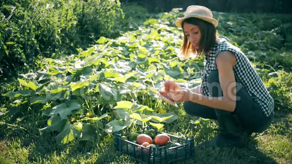 农民女孩带数字平板蔬菜作物在厨房花园收获时间家庭农场主的概念视频的预览图