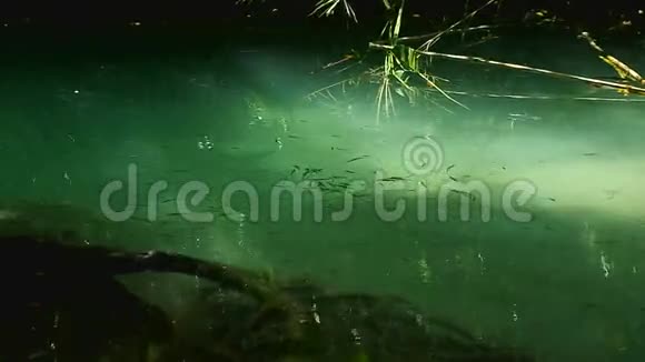 小溪里的小鱼视频的预览图