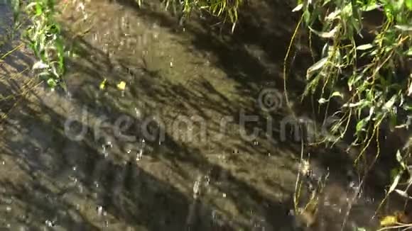 水上树枝视频的预览图
