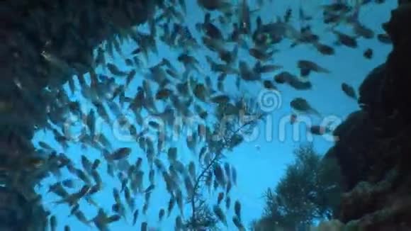 赤海珊瑚中清澈海水中的透明玻璃鱼群视频的预览图