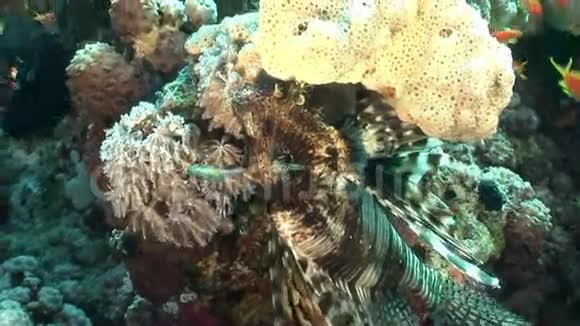 在红海的珊瑚水下景观中蝎子鱼具有危险的毒性视频的预览图