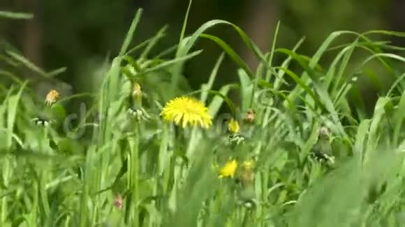 黄蒲公英的花朵近了起来视频的预览图