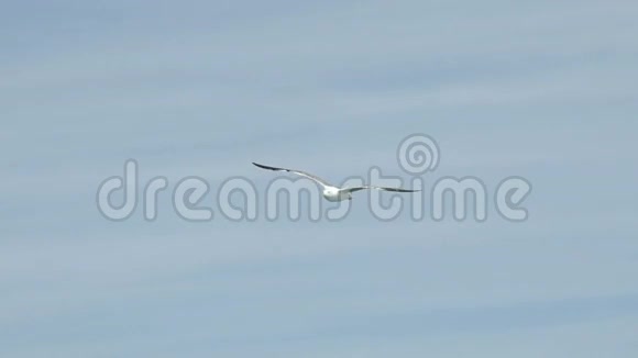 海鸥在天空中飞翔慢动作视频的预览图