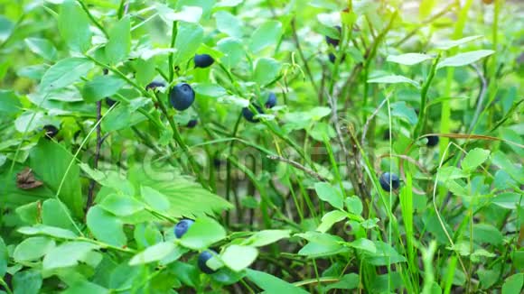 新鲜的蓝色浆果在森林里生的新鲜蓝莓特写视频的预览图