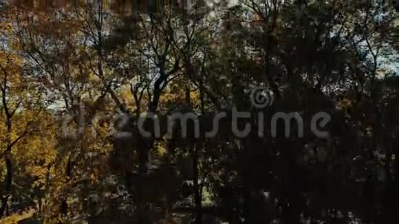 里加镇市秋黄树无人机飞行视频的预览图