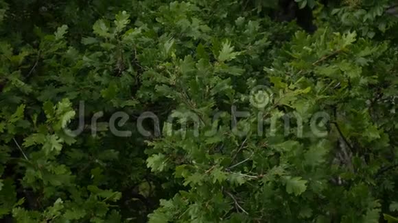绿橡木树上的叶子苏梅树上的绿叶视频的预览图