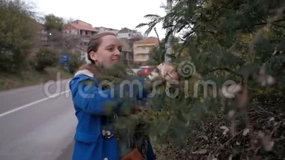 春天路旁的一位年轻女子折断了含羞草的树枝视频的预览图