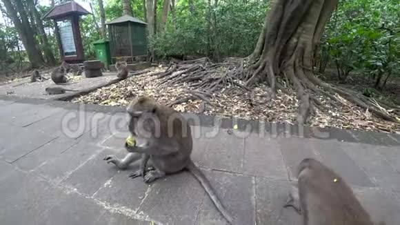 乌布猴子森林许多猴子印度尼西亚视频的预览图