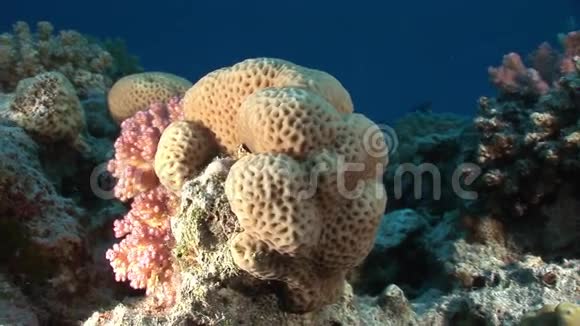 红海背景水下景观中以球形式出现的珊瑚视频的预览图
