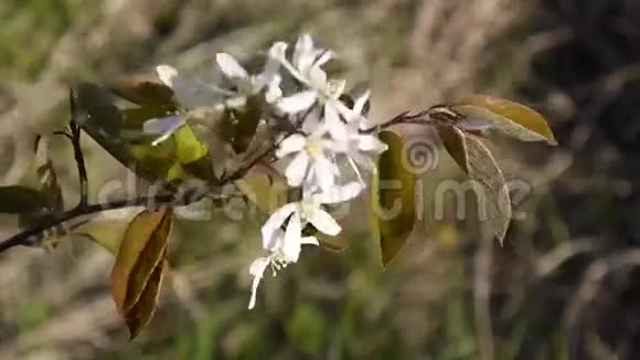 盛开的浆果灌木宏观萨斯卡通的白色鼓风机静态摄像机视频的预览图