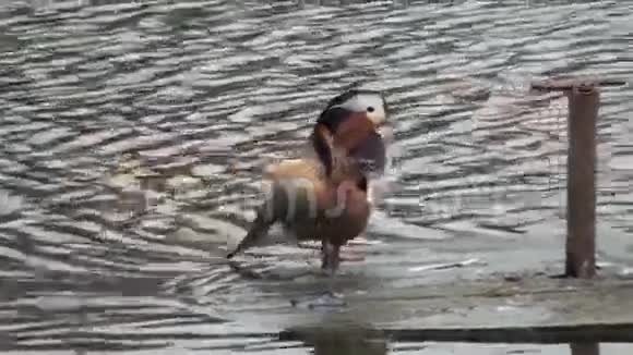 池塘上不同的水鸟视频的预览图