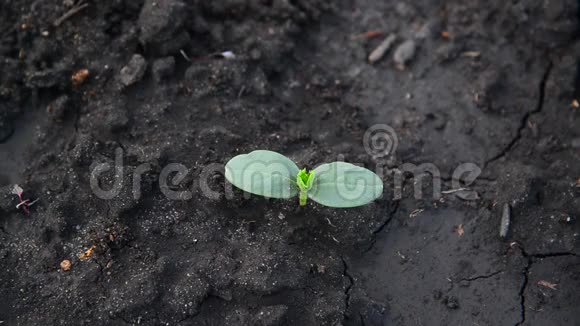 湿土中黄瓜的幼芽视频的预览图