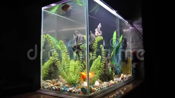 在水族馆里着美丽的鱼水族馆概念视频的预览图
