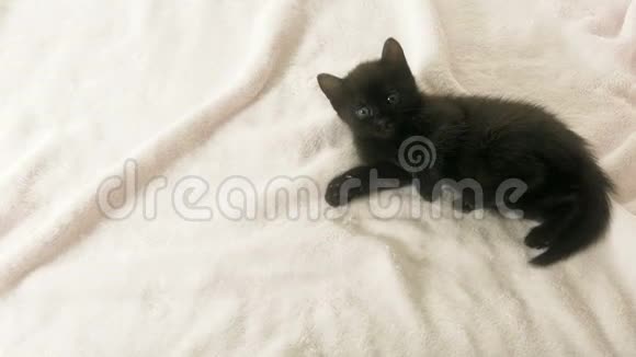 粉红色毯子上缠着的黑猫视频的预览图