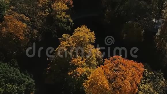 里加镇市秋黄树无人机飞行视频的预览图