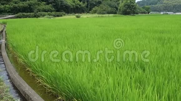 这是日本夏季的稻田视频的预览图