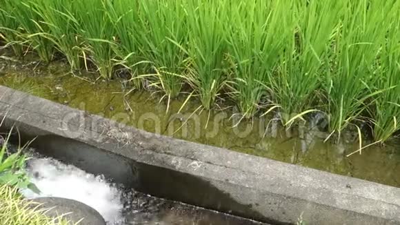 这是日本夏季的稻田视频的预览图