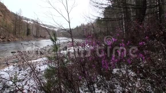俄罗斯西伯利亚山脉河岸上的花草视频的预览图