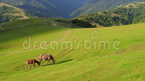 野马在山上的田野上吃草视频的预览图
