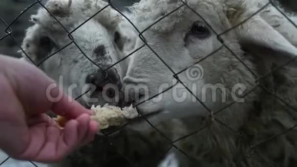 通过两只饥饿的羊的栅栏喂面包慢动作1920x1080全高清视频的预览图