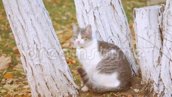 猫在秋天的叶子可爱的猫嗅着黄色的秋天落叶猫走在户外生活方式的街道上视频的预览图