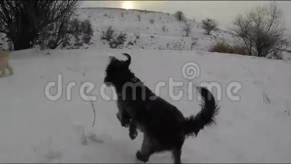 狗在冬天玩耍视频的预览图