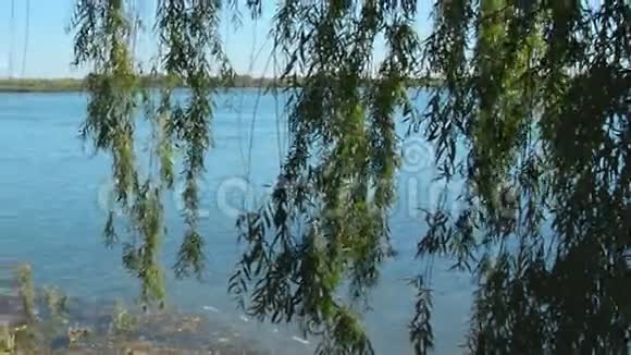 柳树靠近水面视频的预览图