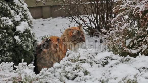 冬天的雪猫视频的预览图