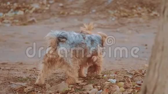 狗约克郡梗在秋天的叶子可爱的狗嗅着黄色的秋天落叶狗在户外散步视频的预览图