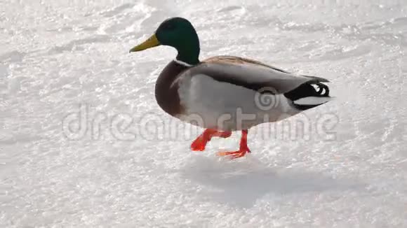 在初冬时节鸭子在新的薄冰上行走视频的预览图